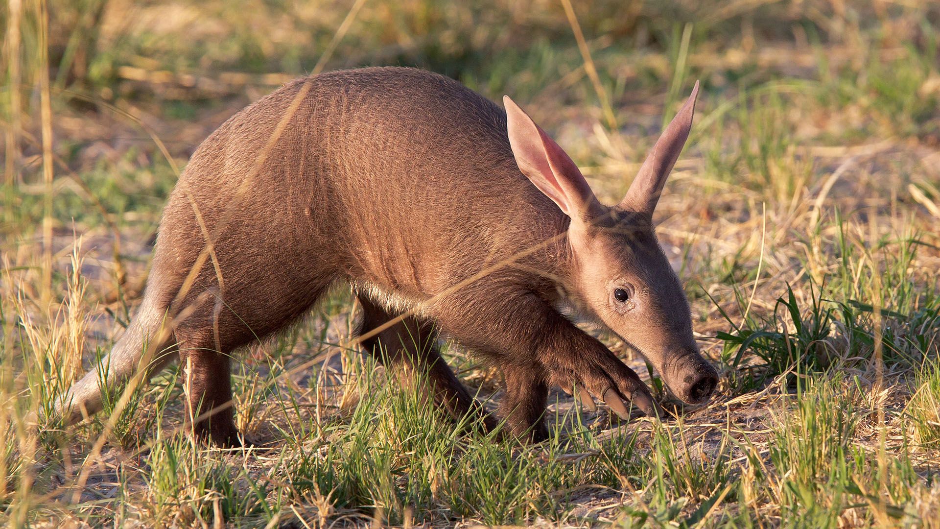Baby aardvark © Thomas Retterath/Shutterstock