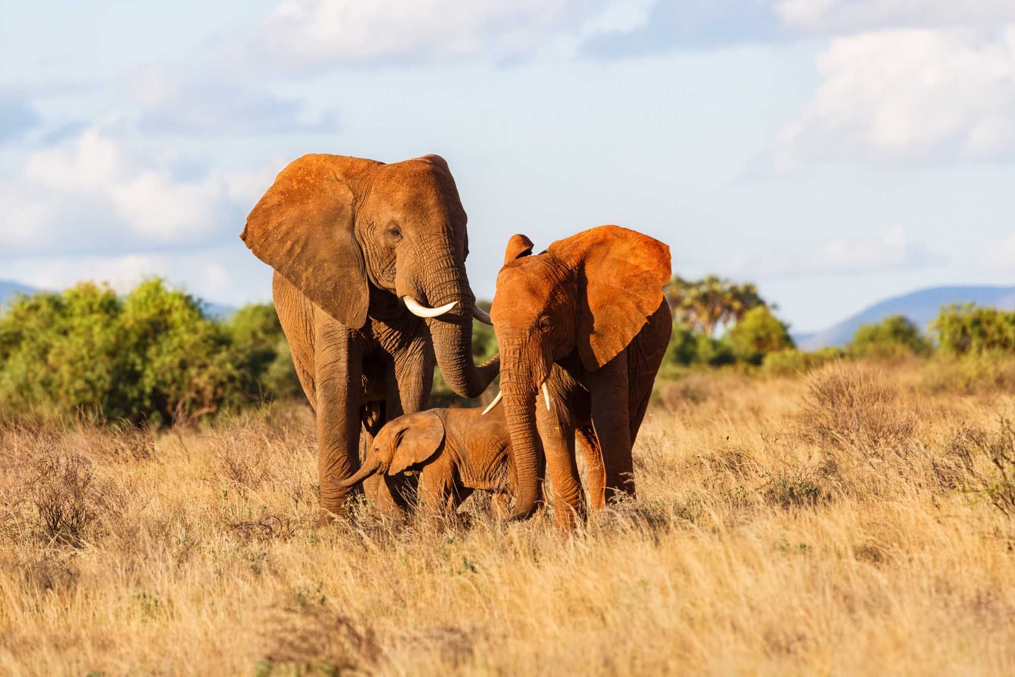Elephant family in Samburu National Reserve, Kenya © Maggy Meyer/Shutterstock