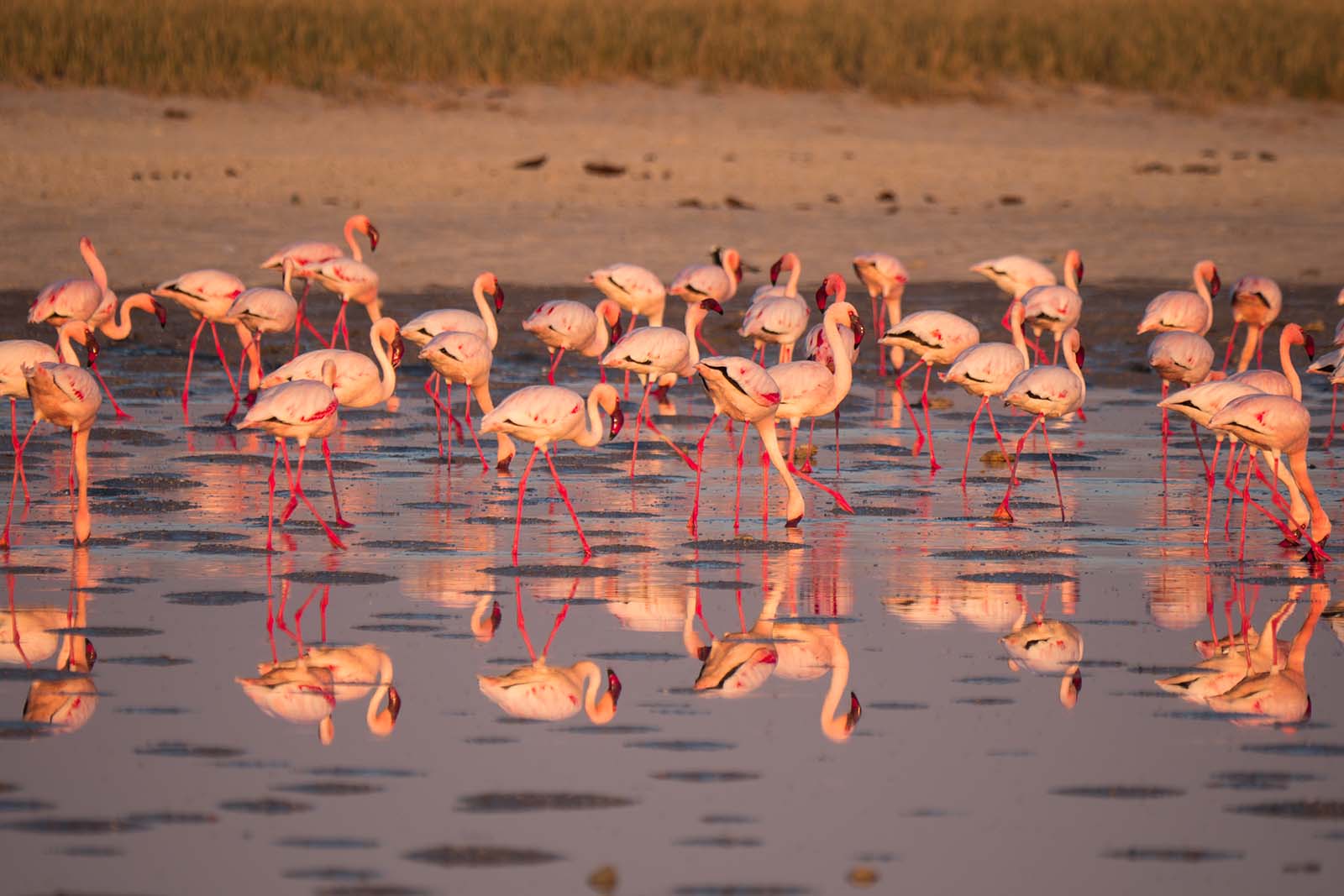 Flamingos in the Makgadikgadi Pans, Botswana © Shutterstock