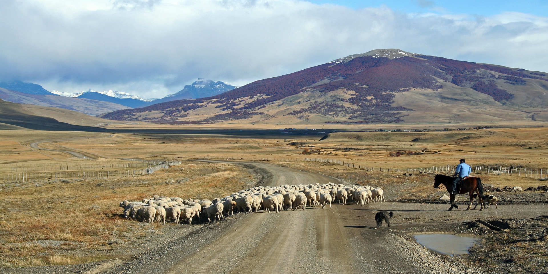Gaucho sheep, Argentina © Shutterstock
