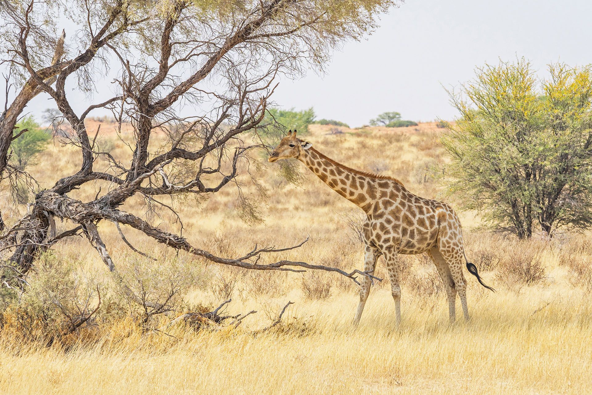 A giraffe in the Kgalagadi Transfrontier Park, situated in the Kalahari Desert which straddles South Africa and Botswana © David Steele/Shutterstock
