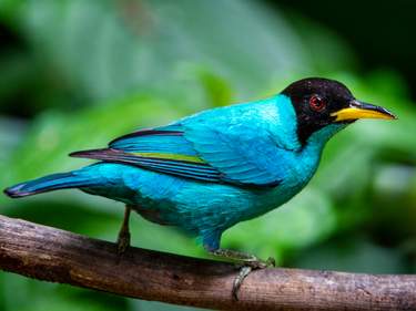 Costa Rica Eco Adventure