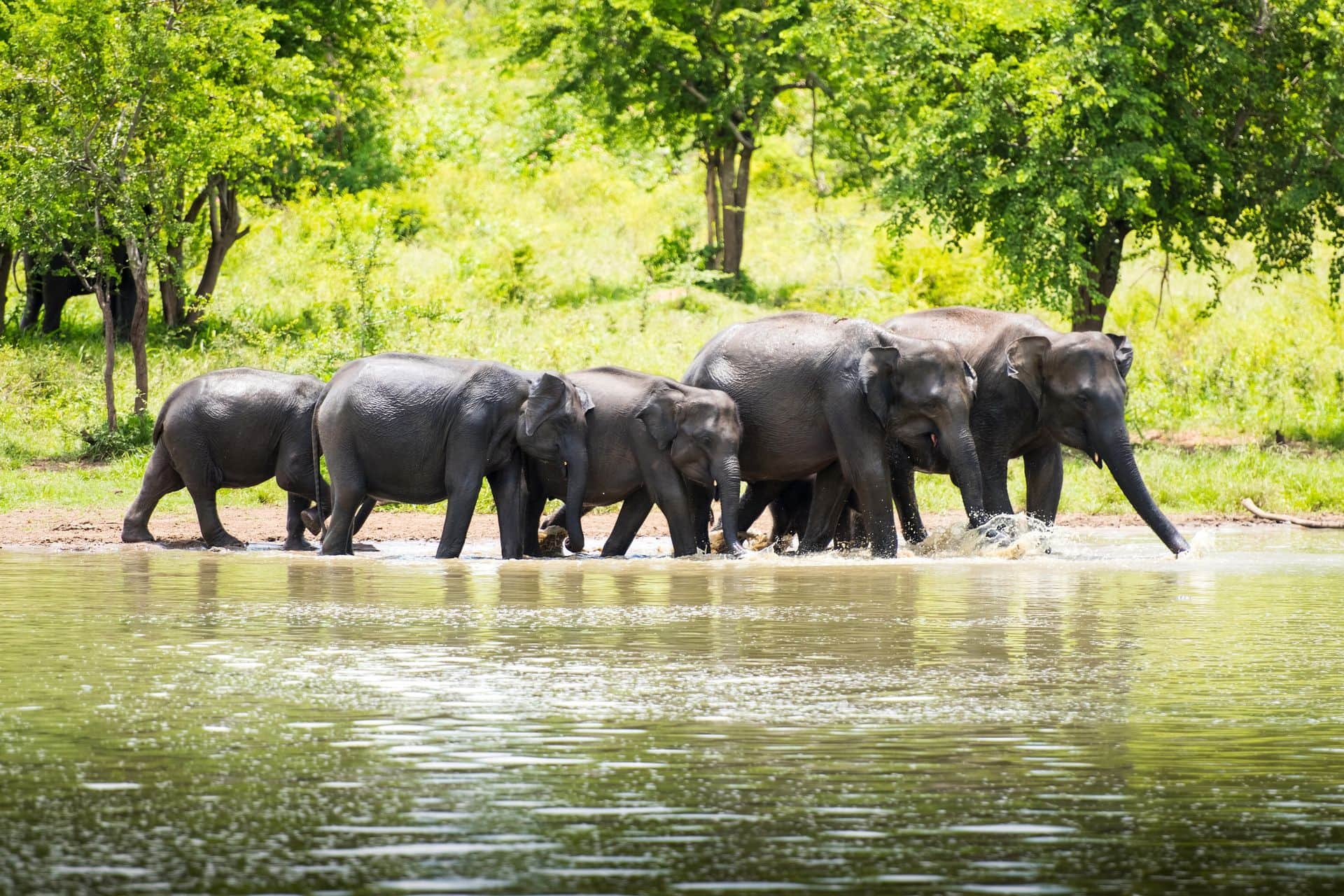 Wild Elephants In The Jungle In Sri Lanka