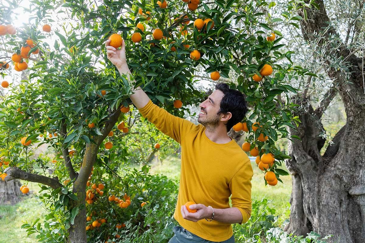 Picking oranges in organic farm © Shutterstock