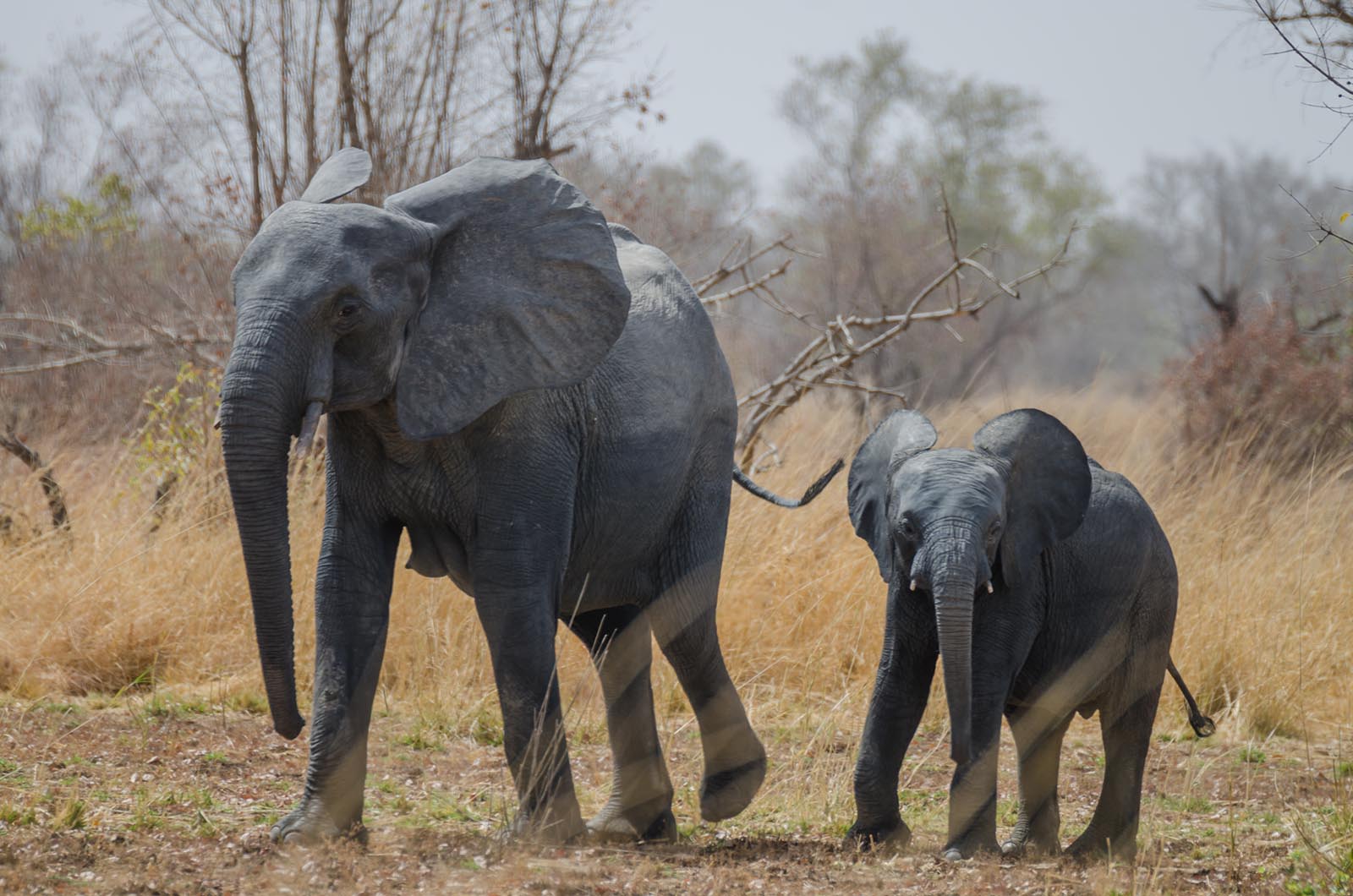Young small African elephant walking alongside his mother in savannah landscape, Pendjari National Park, Benin © Shutterstock