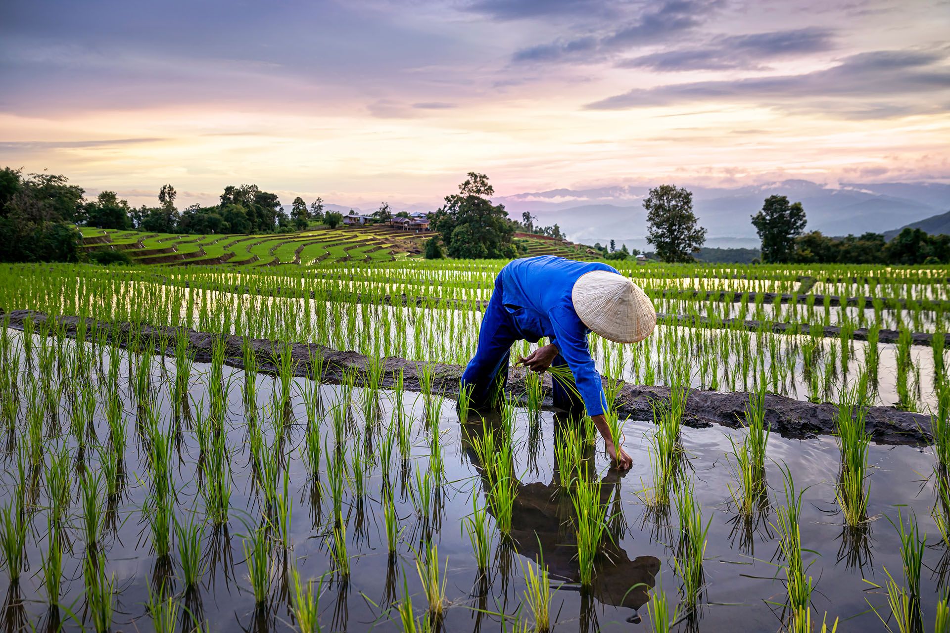 Farmers farming on rice terraces in Thailand © thirawatana phaisalratana/Shutterstock