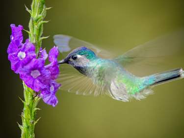 A Dream of Costa Rica