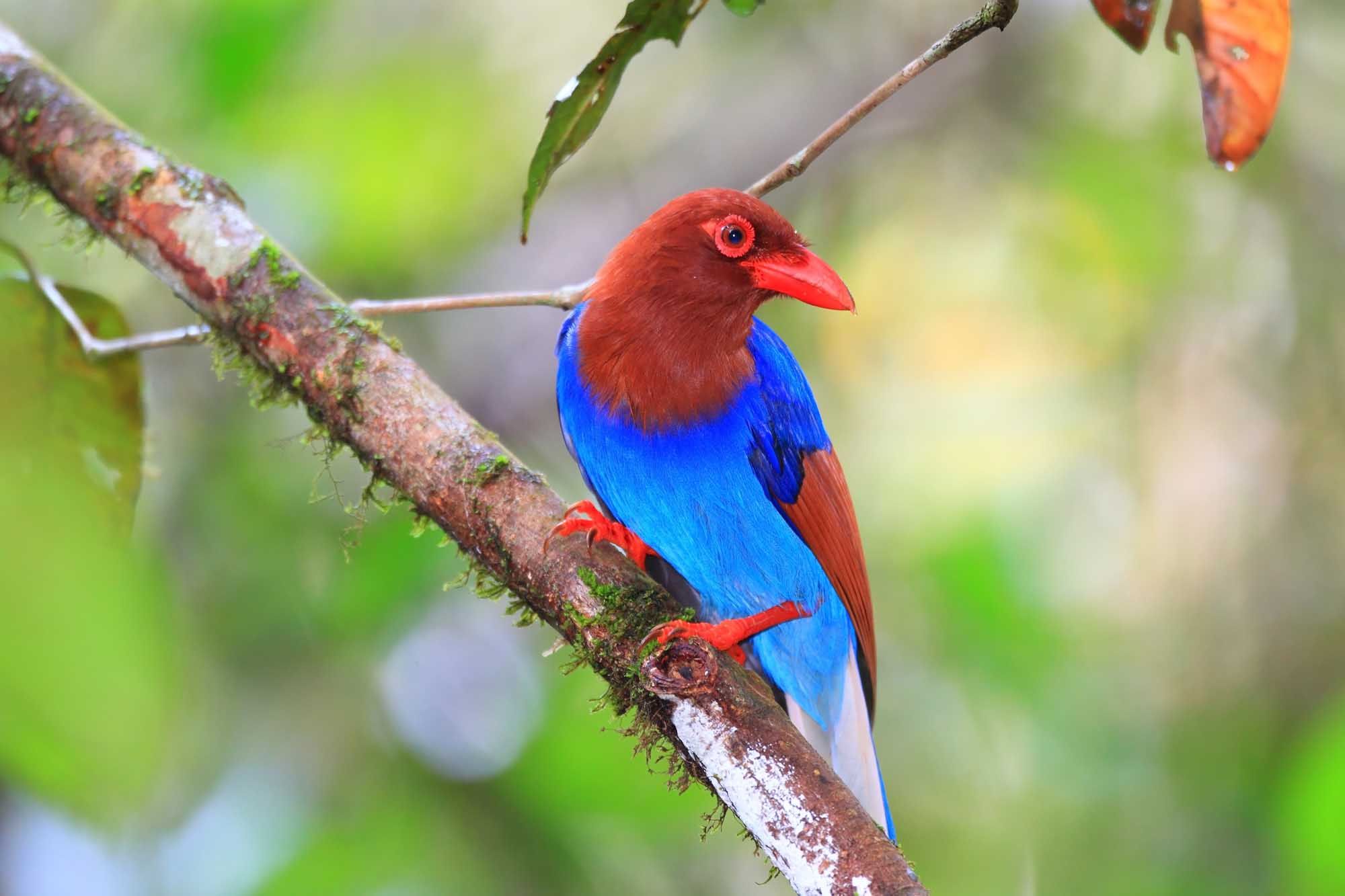 Sri Lanka or Ceylon Blue Magpie (Urocissa ornata) in Sri Lanka