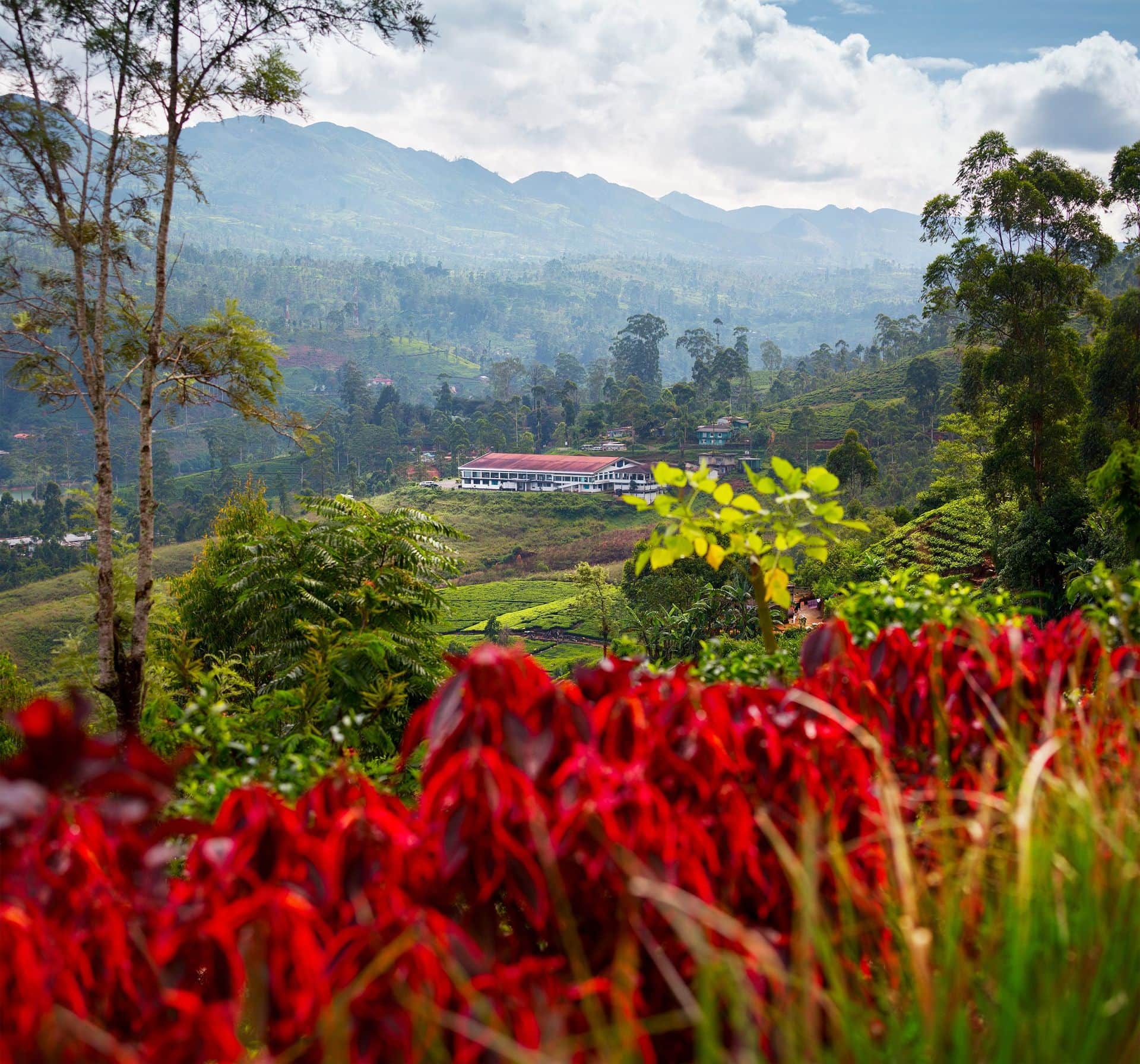 Tea Factory in Sri Lanka