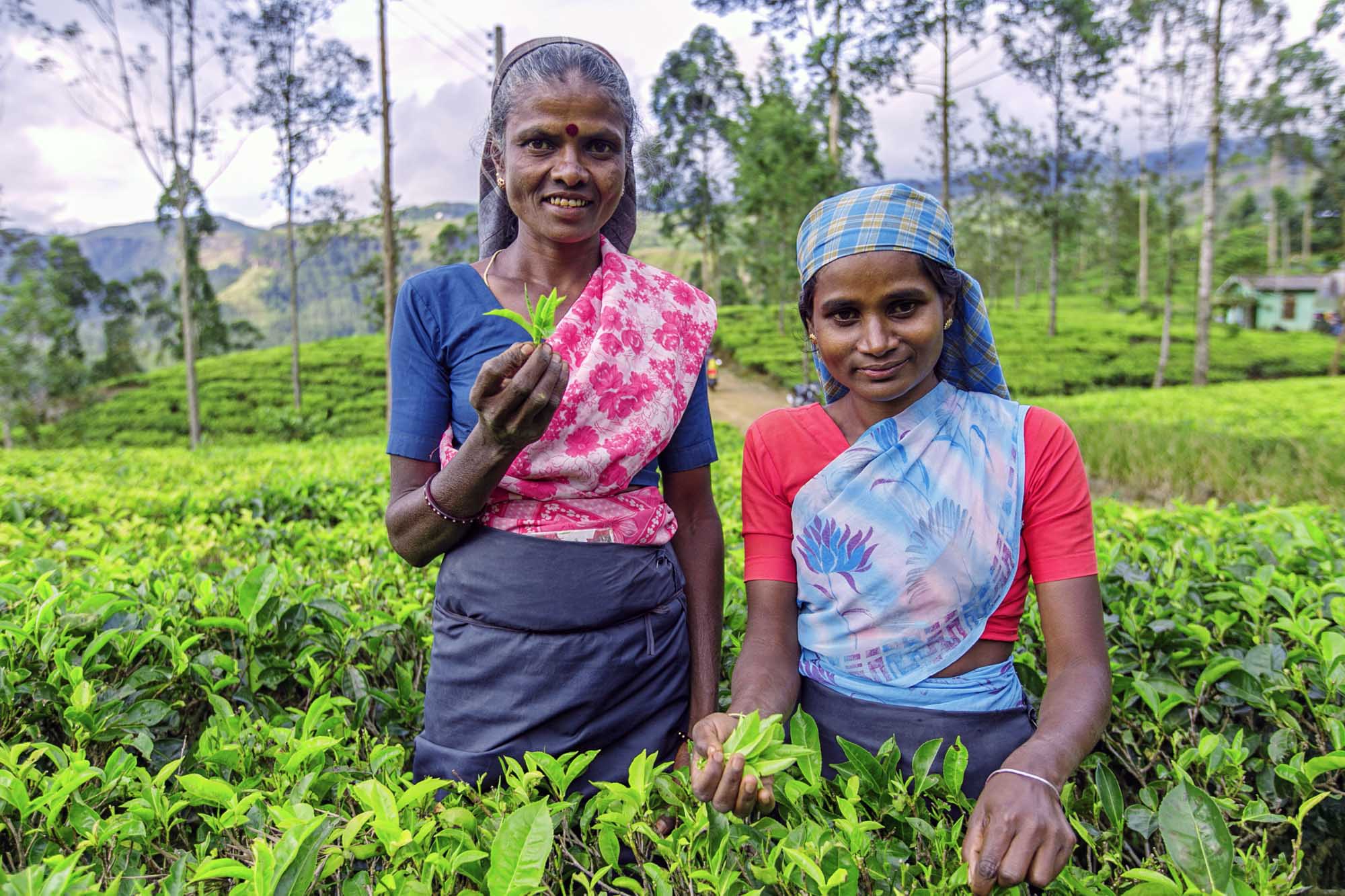 Tea leaf pickers. Tea plantation, Sri Lanka.