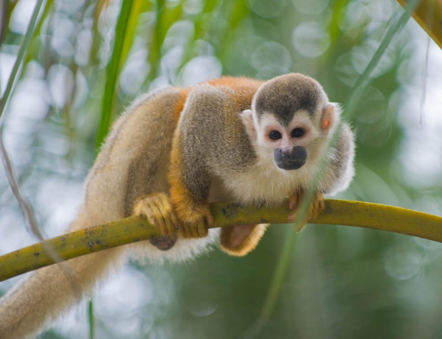 squirrel-monkey-manuel-antonio-costa-rica-shutterstock_51755119