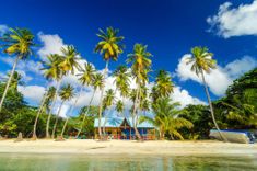beach-palm-trees-san-andres-y-providencia-colombia-shutterstock_184009475