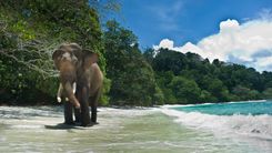 The Andaman Islands