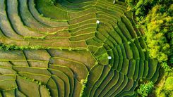 Rice field terrace in Bandung on Java, Indonesia
